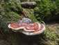 Szegett tapló (Fomitopsis pinicola), Retyezát. Sötétszürke, narancsvörös, szélén fehér, pata alakú kalap